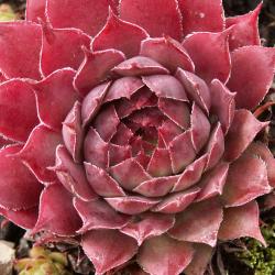 Sempervivum - Dachwurz - Hauswurz